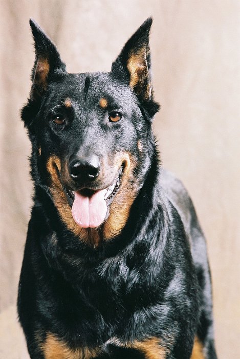 Birmane De Montclea (29)